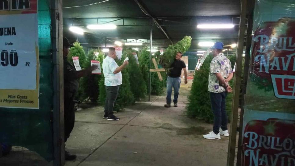 ¡Ya se siente el espíritu navideño! Llegan a Mazatlán los pinos naturales