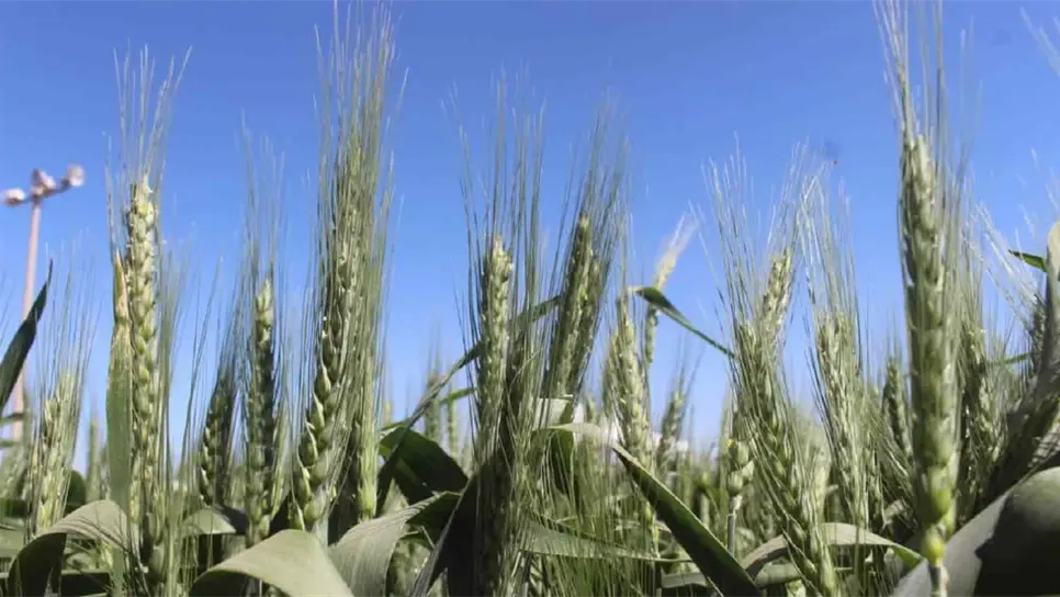 Siguen a la baja precios de los granos