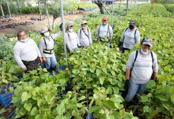 «Sembrando vida» entra a segunda fase en Sinaloa