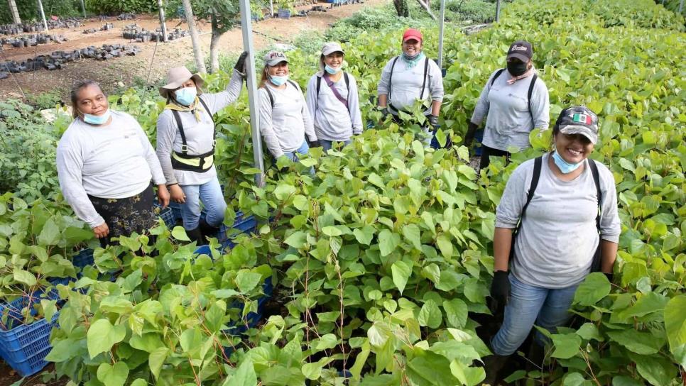 «Sembrando vida» entra a segunda fase en Sinaloa