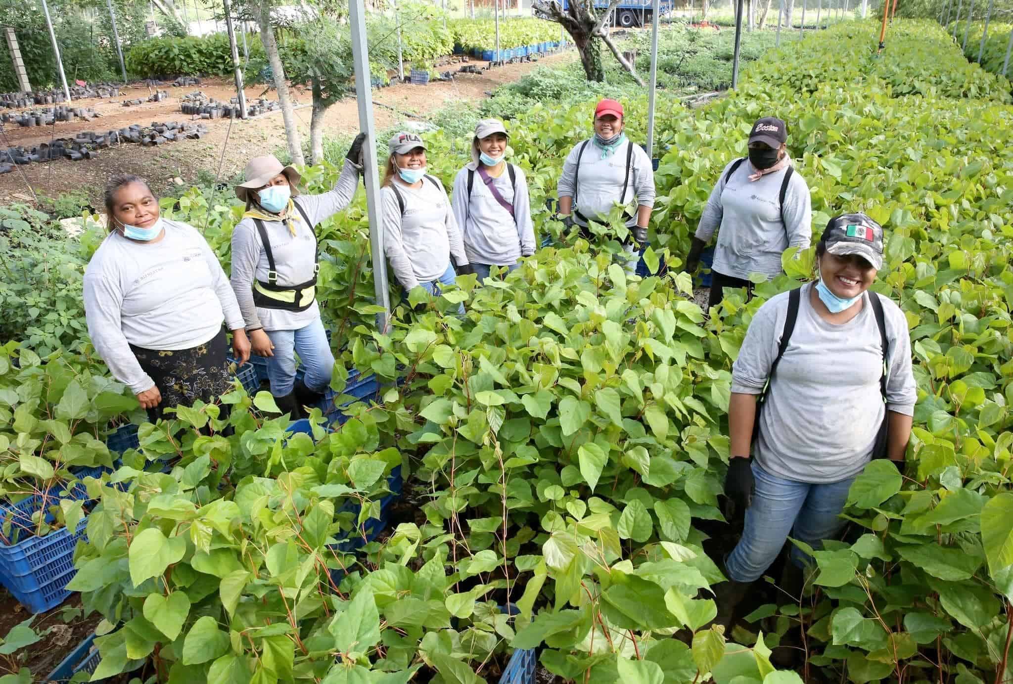 «Sembrando vida» entra a segunda fase en Sinaloa