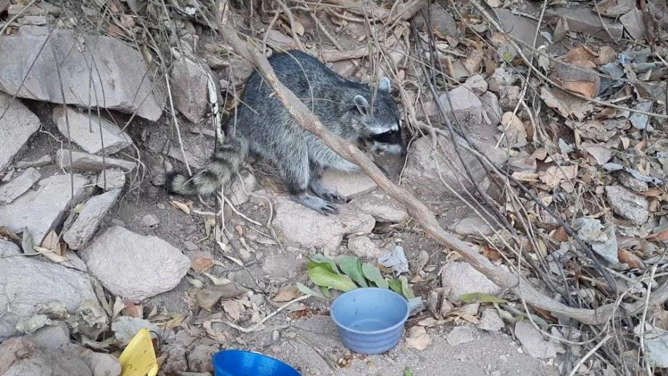 Gatos y mapaches, fauna invasora que se ha convertido en un problema ecológico en el Faro Mazatlán