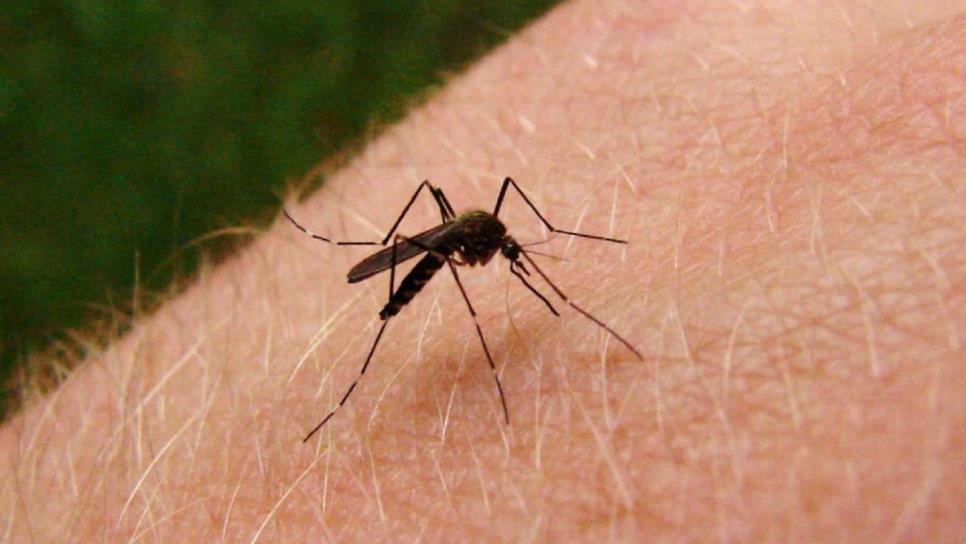 Se mantiene alerta por dengue en tres municipios de Sinaloa