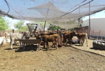 Ganaderos de El Fuerte, beneficiados con mejoramiento genético