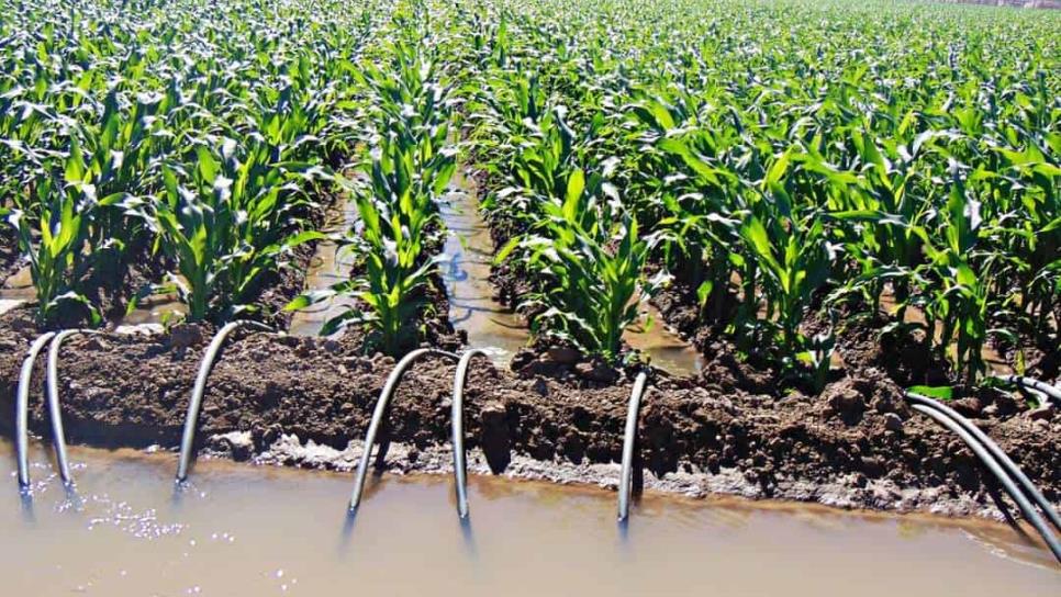 "No hay agua para riegos de pánico por pronósticos de heladas": Red Mayor