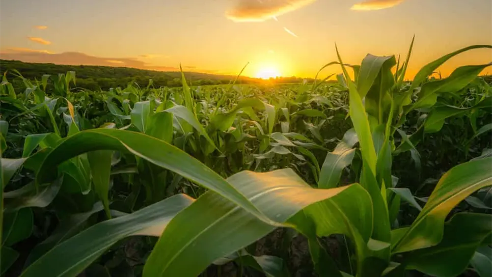 Trigo cae a lo más bajo en tres meses