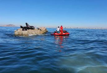 Rescatistas retiran red de pesca abandonada en piedra donde se postran lobos marinos