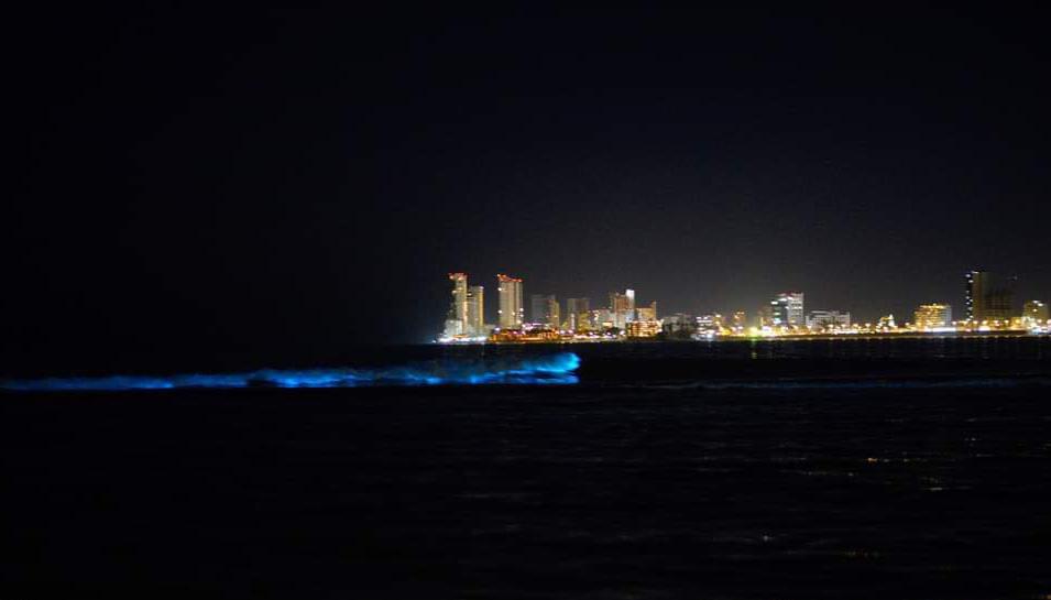 Bioluminiscencia, uno de los fenómenos naturales más fascinantes que disfrutaron los Mazatlecos