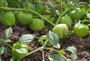 Se desploma precio del tomatillo: se vende en $3.00 el kilo