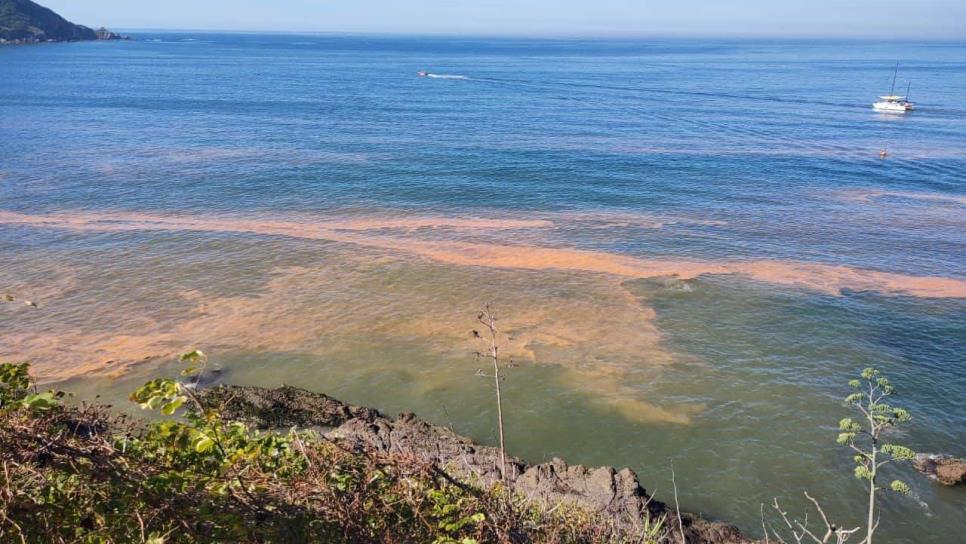Marea roja en Mazatlán no es tóxica, afirma Jurisdicción Sanitaria