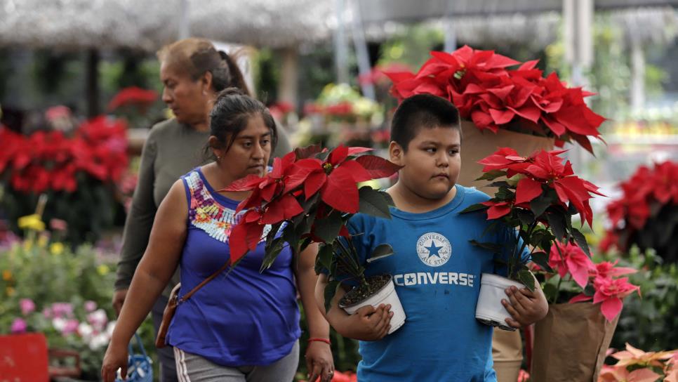 La cosecha de la flor de Nochebuena inicia en México con nuevas variedades