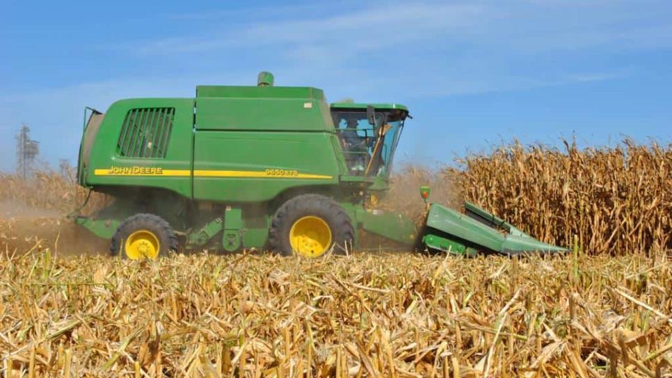 Precio del trigo ha perdido 40 dólares en el último mes
