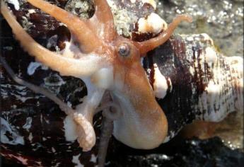 Cuidado con el Pulpo Pigmeo del Pacífico, es el animal marino más peligroso del mundo