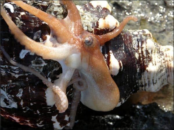 Cuidado con el Pulpo Pigmeo del Pacífico, es el animal marino más peligroso del mundo