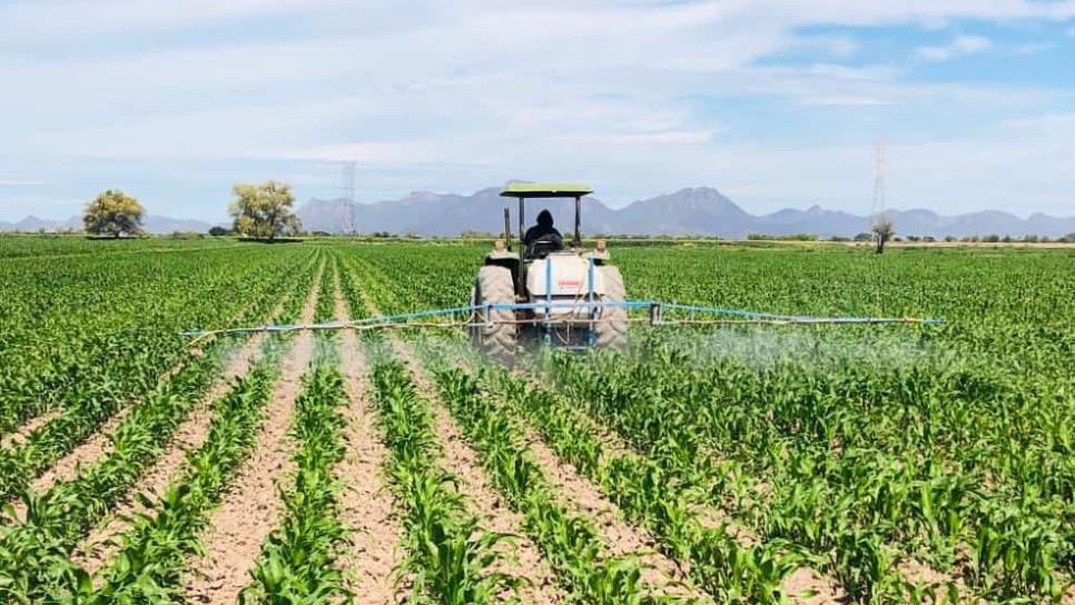 El 75 % de productores de Sinaloa fuera de apoyos para compra de coberturas