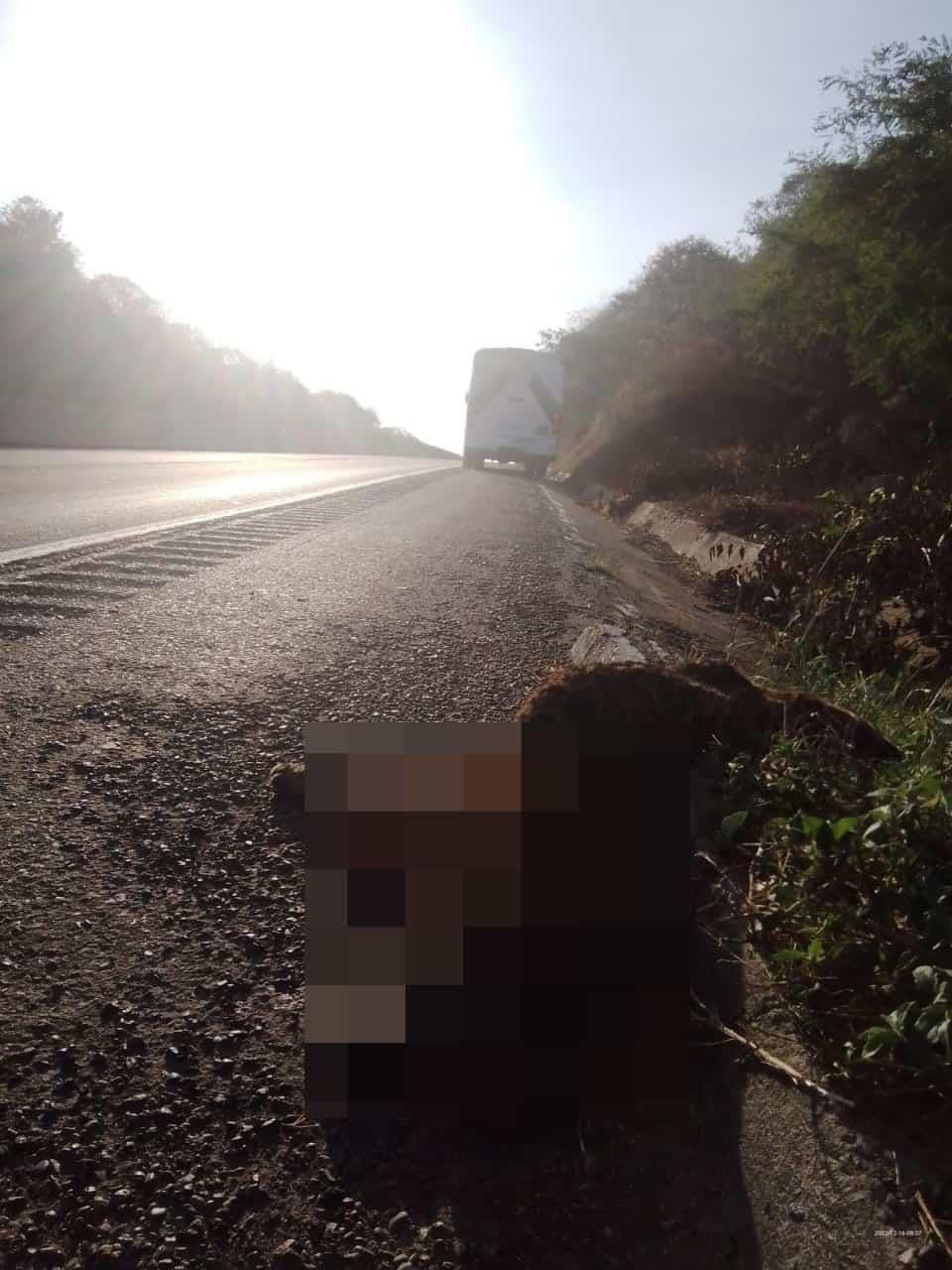 Jaguar es atropellado en la salida sur de Mazatlán