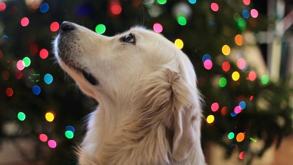 Protege a tu mascota este diciembre del estrés por pirotecnia con el método Tellington Ttouch