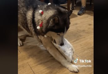 Husky es viral por despreciar regalo de Navidad: VIDEO