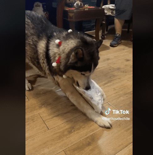 Husky es viral por despreciar regalo de Navidad: VIDEO Husky es viral por despreciar regalo de Navidad: VIDEO