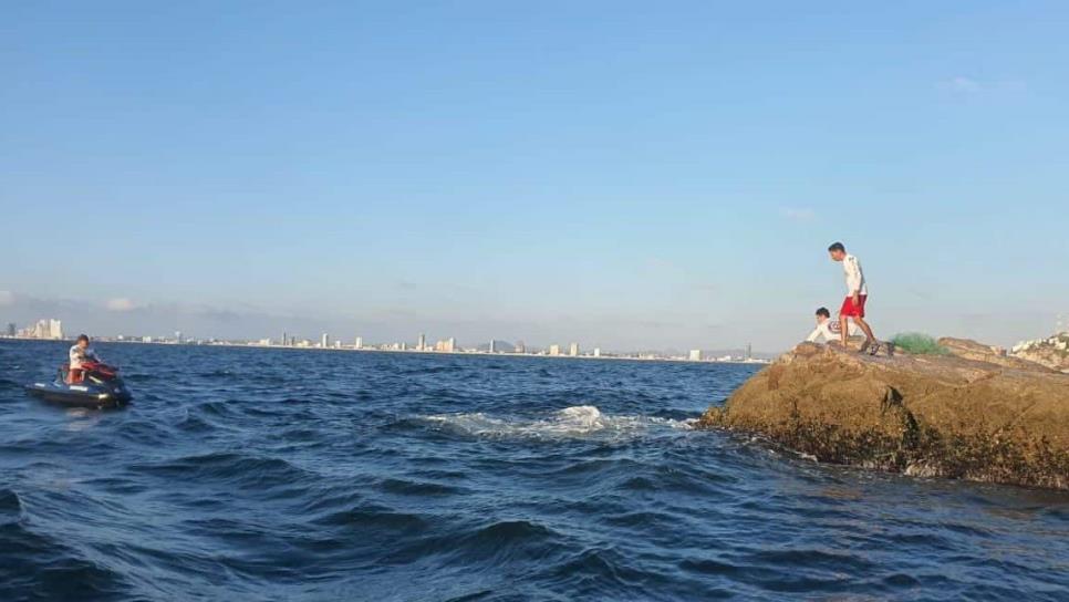 Ecología de Mazatlán lamenta que lobos marinos vivan en el peligro, por artes de pesca