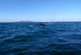 Reportan ballena varada frente a costas de Mazatlán; está atrapada en redes de pesca