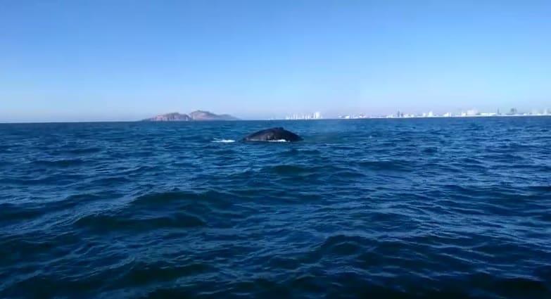 Reportan ballena varada frente a costas de Mazatlán; está atrapada en redes de pesca