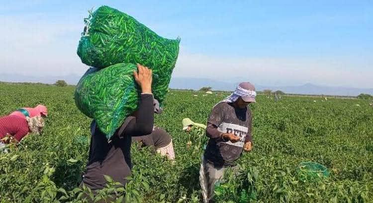 Con fogatas y riegos, agricultores del sur de Sinaloa protegen sus siembras del frío