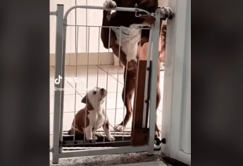 VIDEO: Perra adulta enseña a cachorro a escapar de una reja y se hace viral