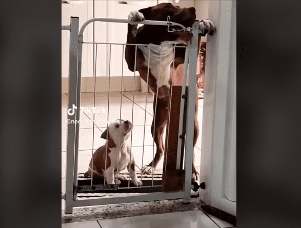 VIDEO: Perra adulta enseña a cachorro a escapar de una reja y se hace viral