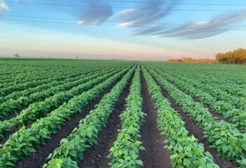 ¡Este martes! CONAGUA asignará agua para riego agrícola en Sinaloa