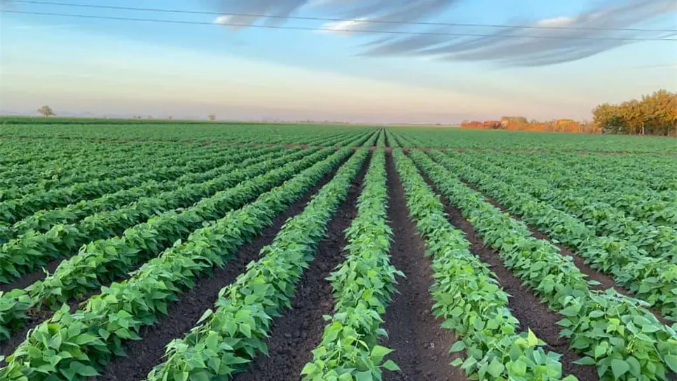 ¡Este martes! CONAGUA asignará agua para riego agrícola en Sinaloa. | FOTO: Esthela García.