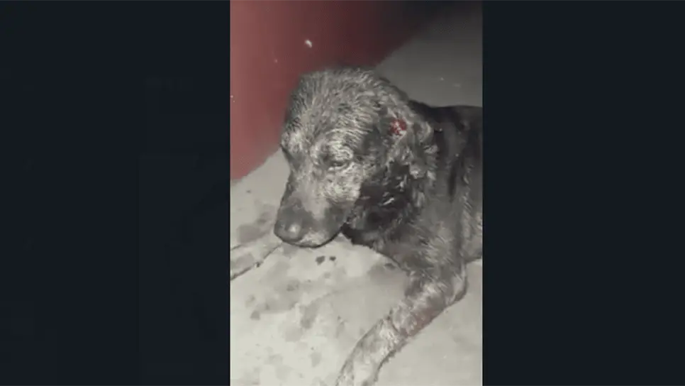 Vecinos denuncian maltrato animal en Los Mochis