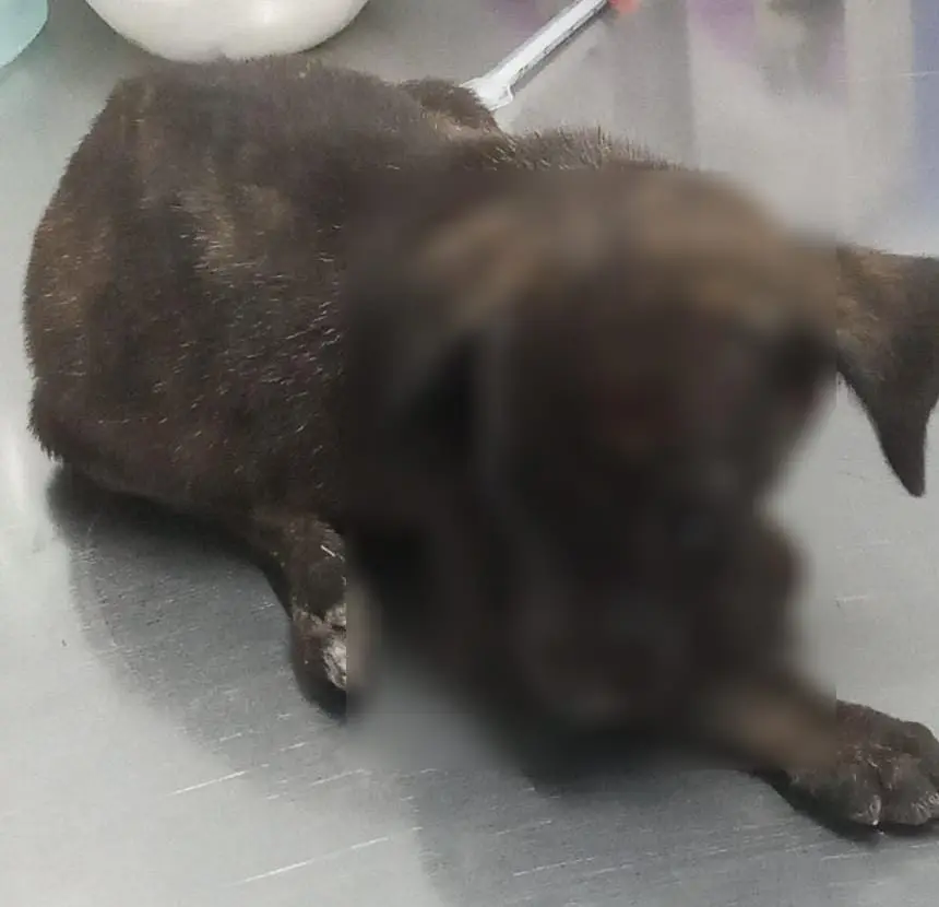 FOTO: Brandon Sainz.