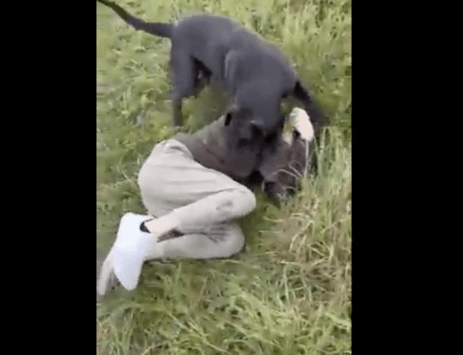 VIDEO: Pedófilo intenta ligarse a niña de 12 años y padre lo ataca con sus perros