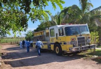 Muere tras ser atacado por abejas en Ahome