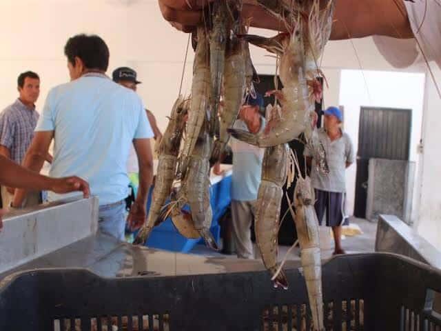 «Sigue la pesca ilegal en Sinaloa y se afecta el precio en mariscos»: Emilia Guerra
