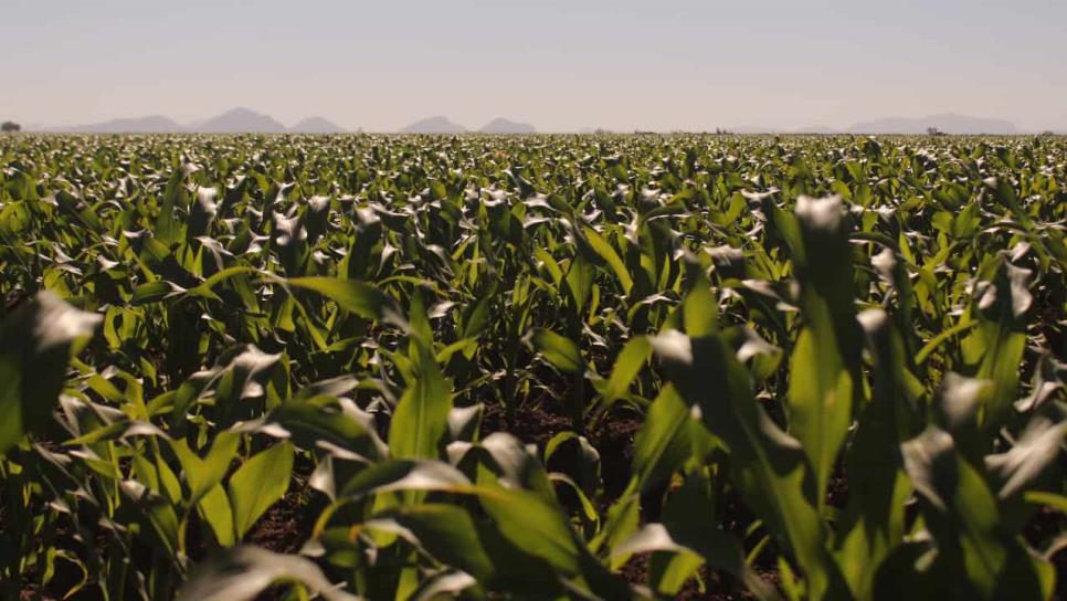 Gobierno repondrá maíz a productores afectados por heladas en Sinaloa
