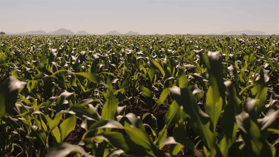 Se estima afectación principalmente en el campo.