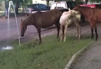 Caballos sueltos causan daños y destrozos en Urbi del Rey, en Los Mochis