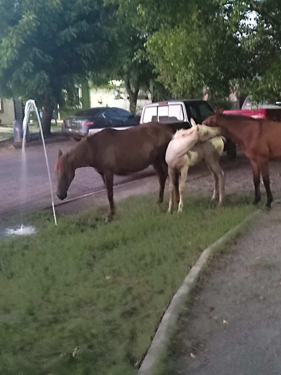 Caballos sueltos causan daños y destrozos en Urbi del Rey, en Los Mochis