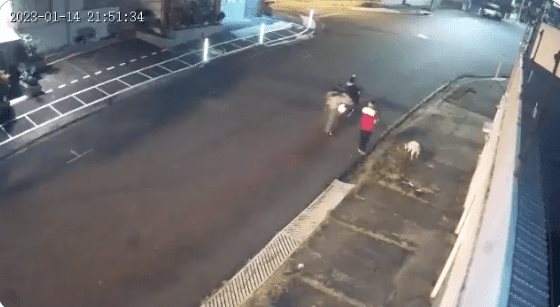 Perrito salva a su dueño de un asalto a pesar de los balazos | VIDEO