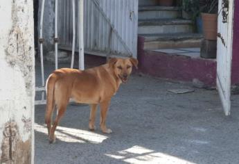 Proponen vecinos de Real Pacífico envenenar perros que hacen sus necesidades en sus jardines