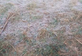 En alerta productores por bajas temperaturas en el norte del estado