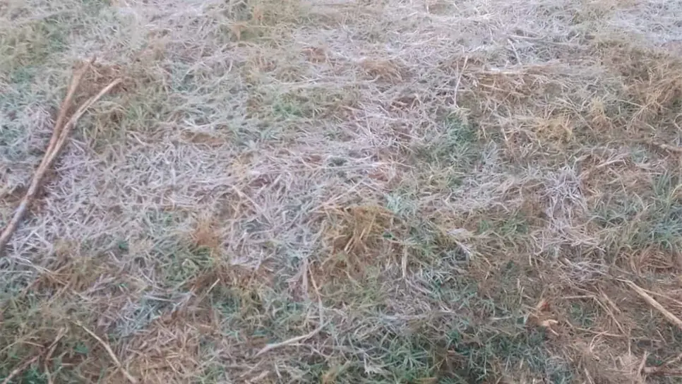 En alerta productores por bajas temperaturas en el norte del estado.