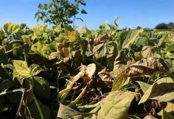 «Seguros deben responderle a productores afectados por heladas»: Rocha Moya