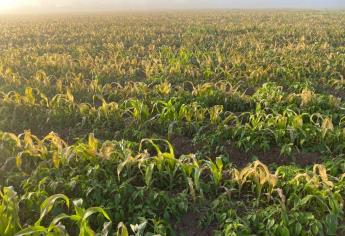 Agricultores, en alerta ante inminentes heladas en el norte de Sinaloa