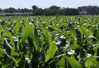 En 10 días se dispersan financiamientos agrícolas en Sinaloa