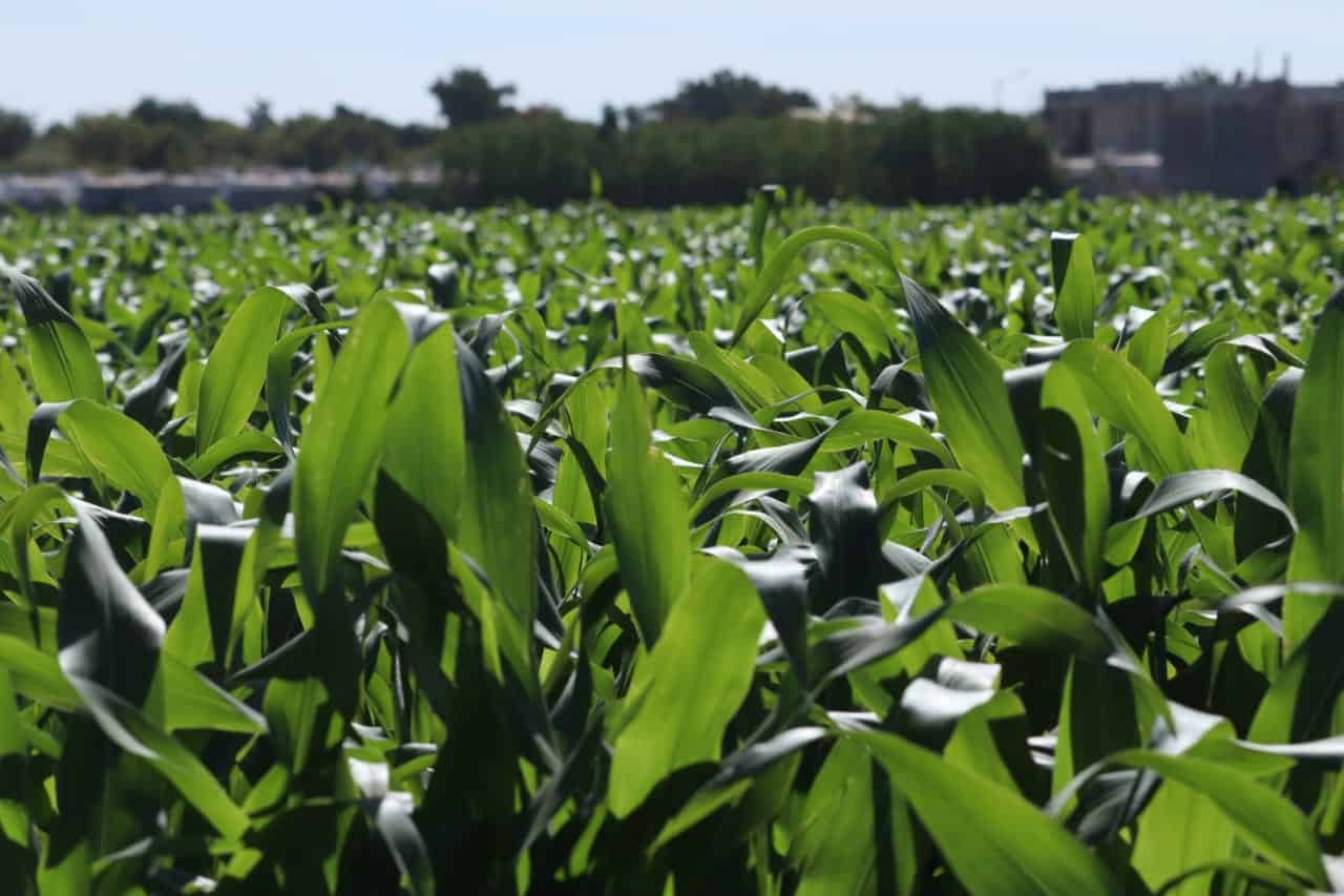 En 10 días se dispersan financiamientos agrícolas en Sinaloa