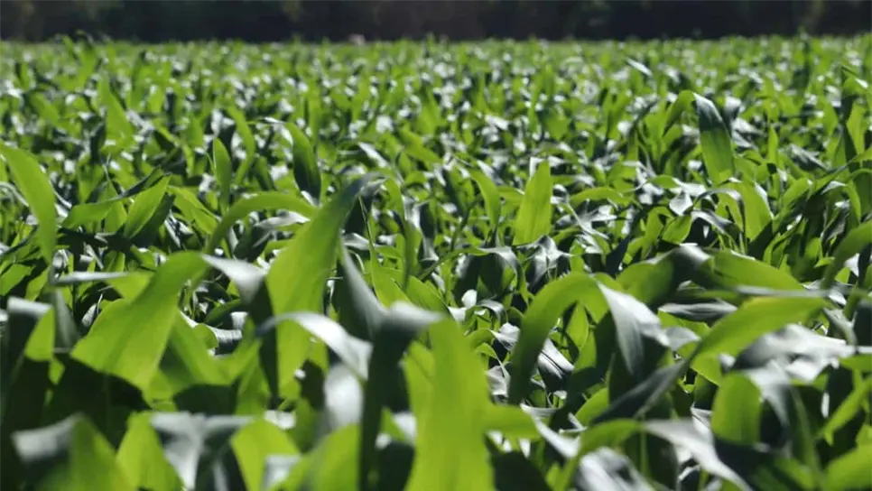 FOTO: Martín Ruiz | Temática.