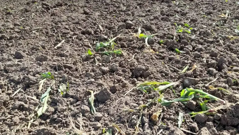 FOTO: Esthela García.